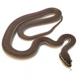 SOLD House Snake Tanzanian  Stripe F-2022